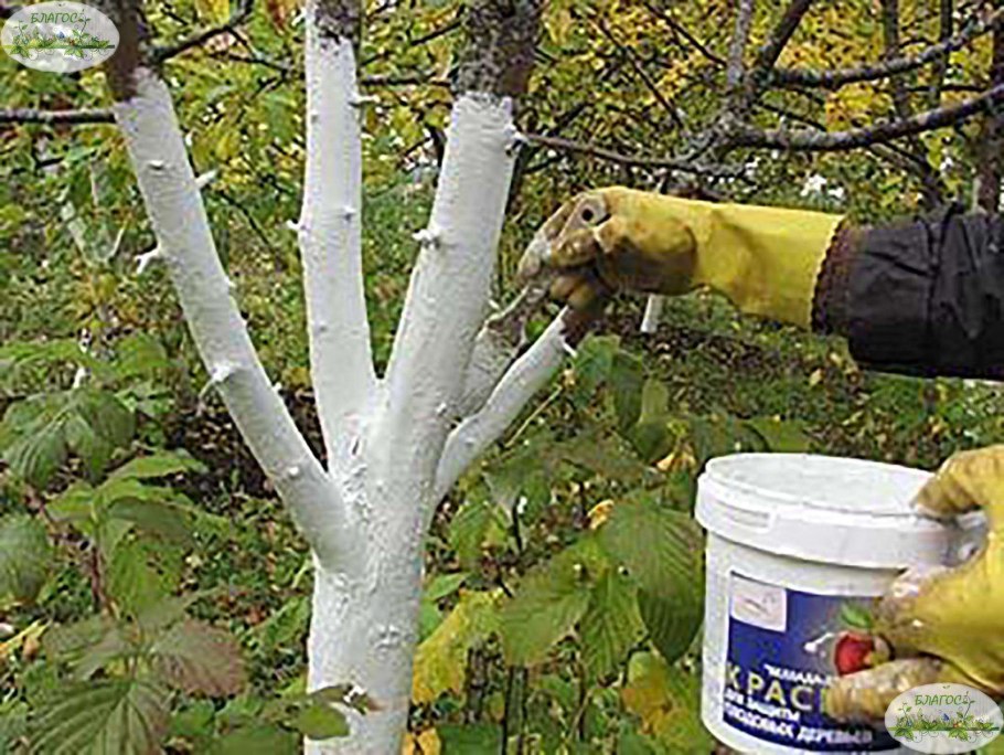 Яблоневый сад побелка