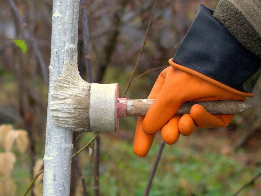 Опрыскивание деревьев