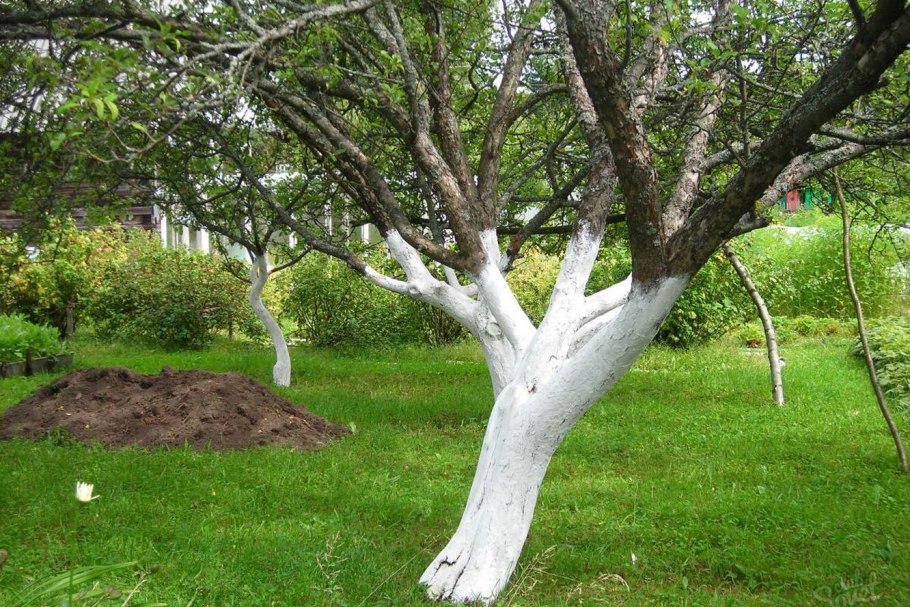 Побелка плодовых деревьев