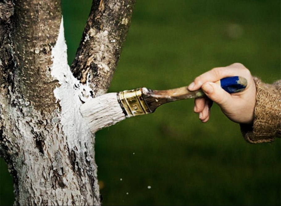 Побелка плодовых деревьев