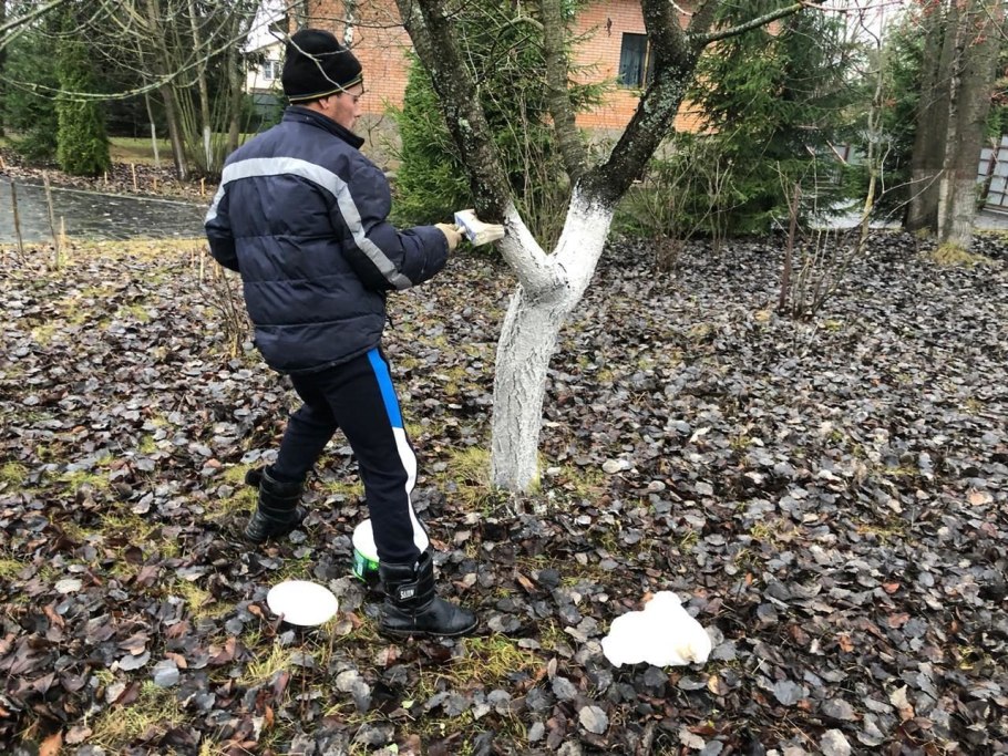 Инструкция по посадке плодового дерева