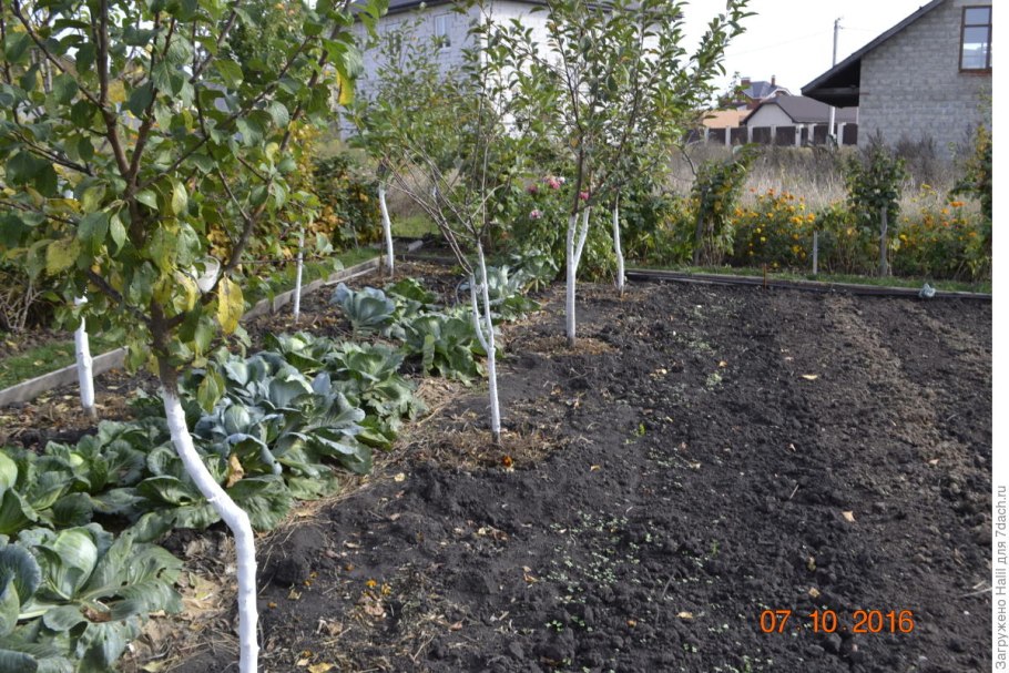 Волчки на яблоне