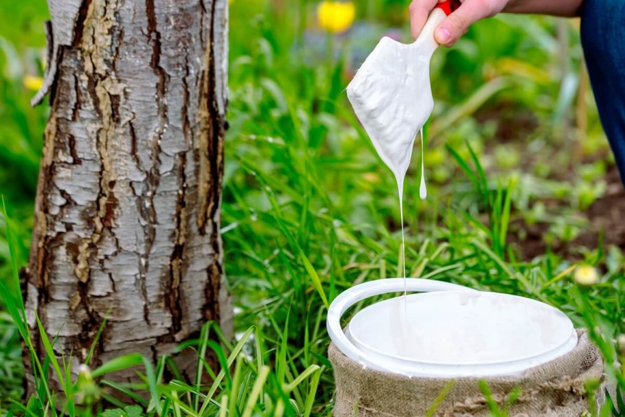 Побеленная яблоня