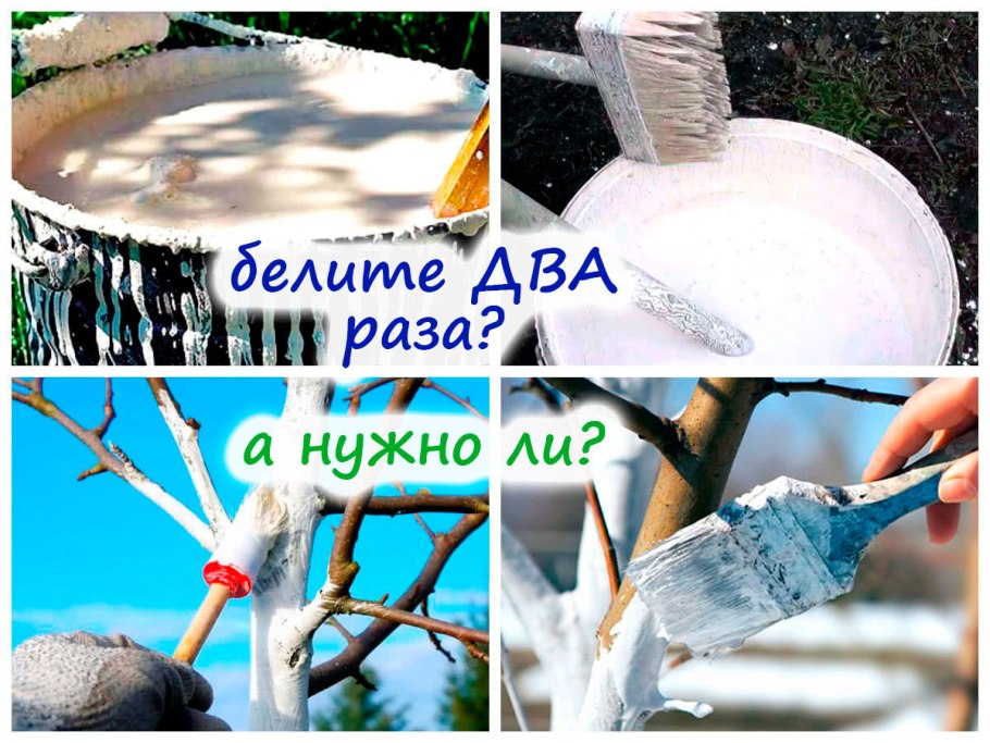 Побелка деревьев осенью