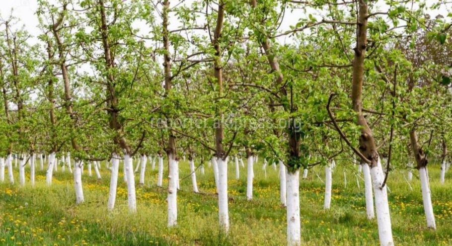 Побелка саженцев яблони