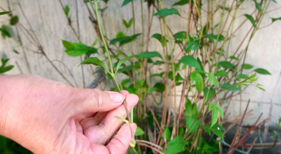 Вегетативное размножение винограда черенками