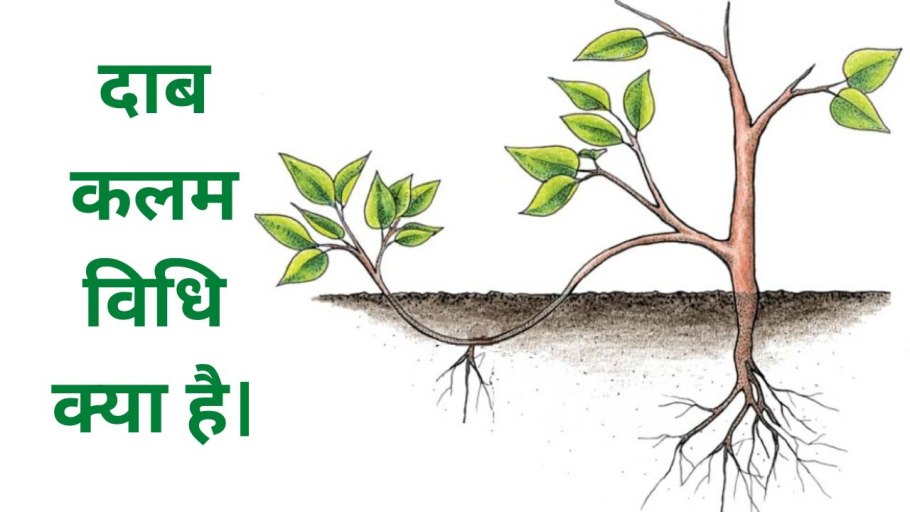 Размножение отводками