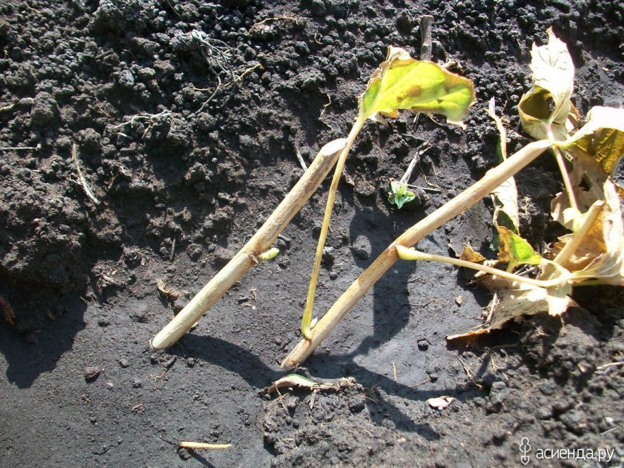 Размножение крыжовника отводками