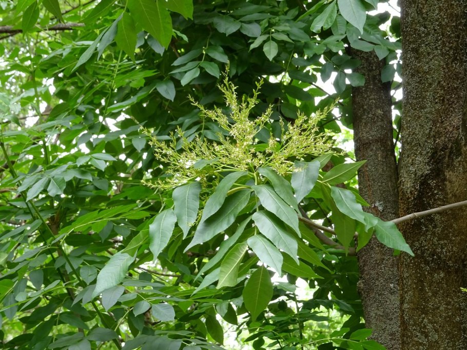Fraxinus pennsylvanica гербарий