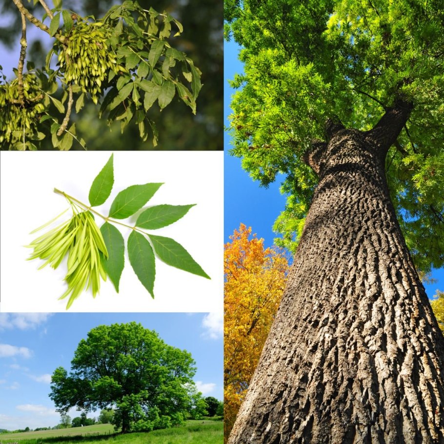 Ясень маньчжурский Fraxinus mandshurica