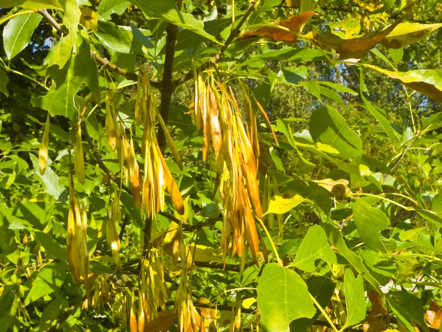 Fraxinus Amer. Hunky Punk