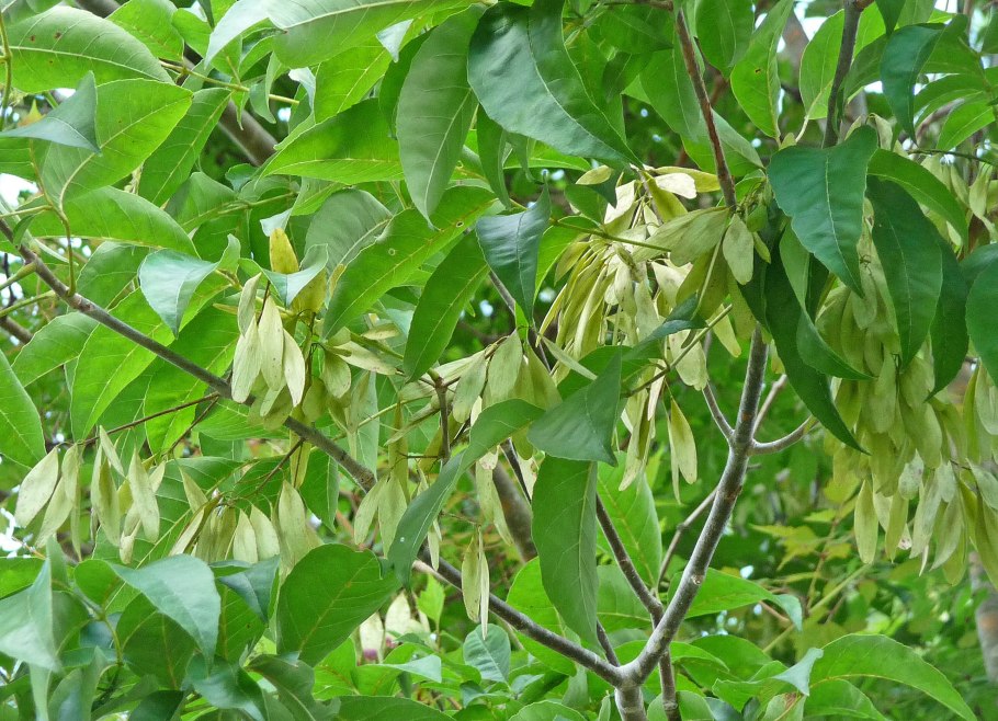 Fraxinus Amer. Hunky Punk