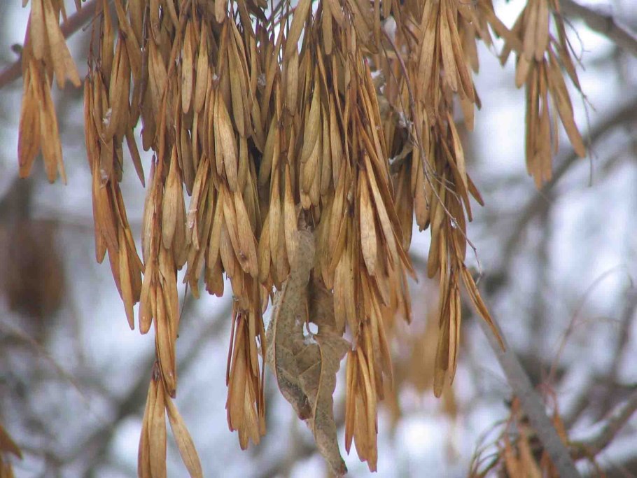 Ясень аномальный Fraxinus anomala