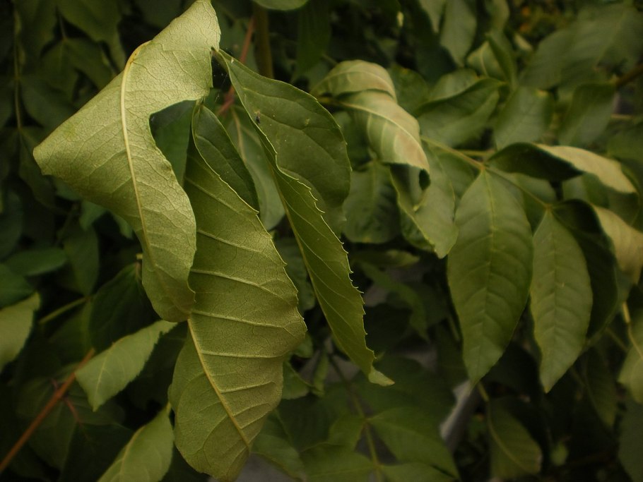 Порог самоклеящийся ПВХ дуб молочный 0,9 м