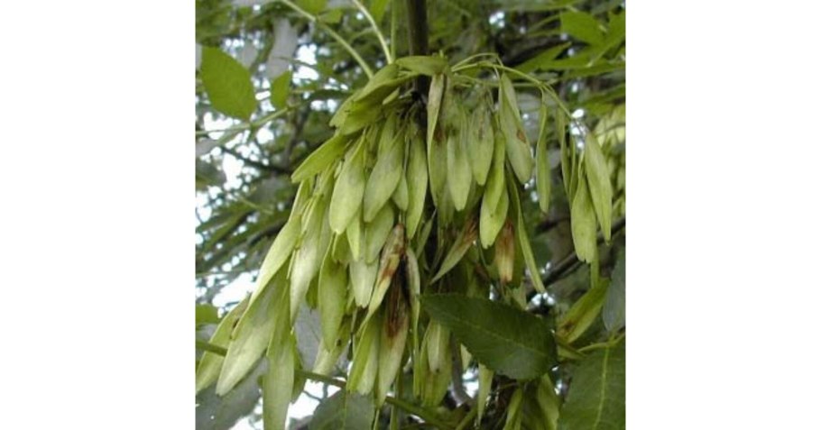 Китайский Айлант