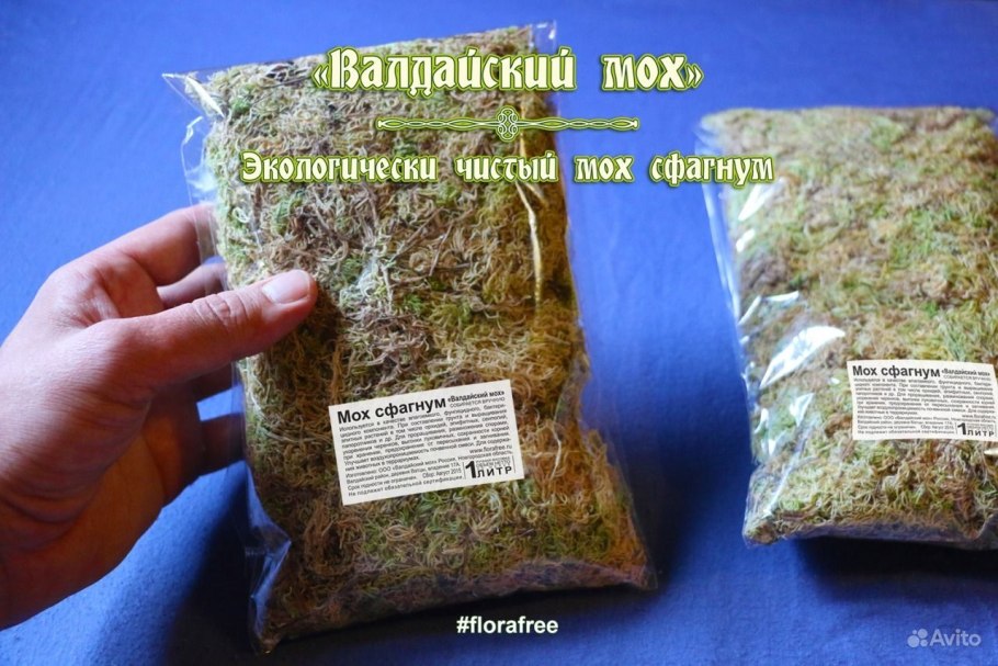Мох сфагнум живой