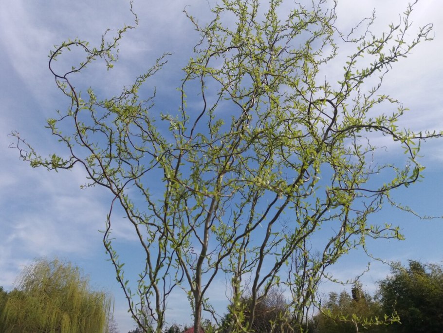 Ива Извилистая плакучая