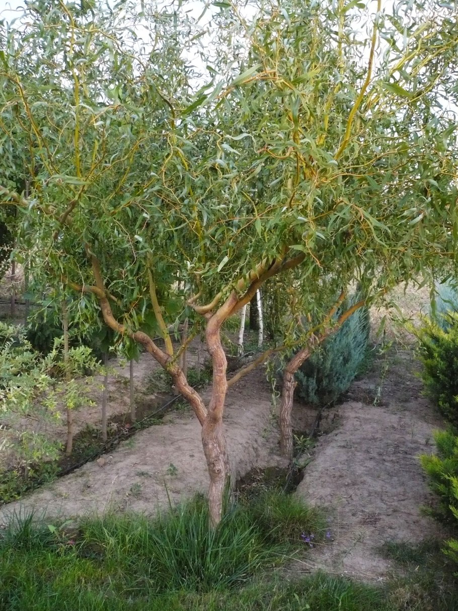 Ива Извилистая Матсудана (Salix matsudana)
