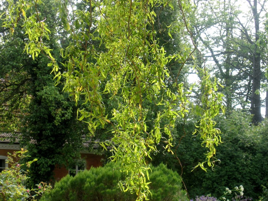 Ива Извилистая Матсудана