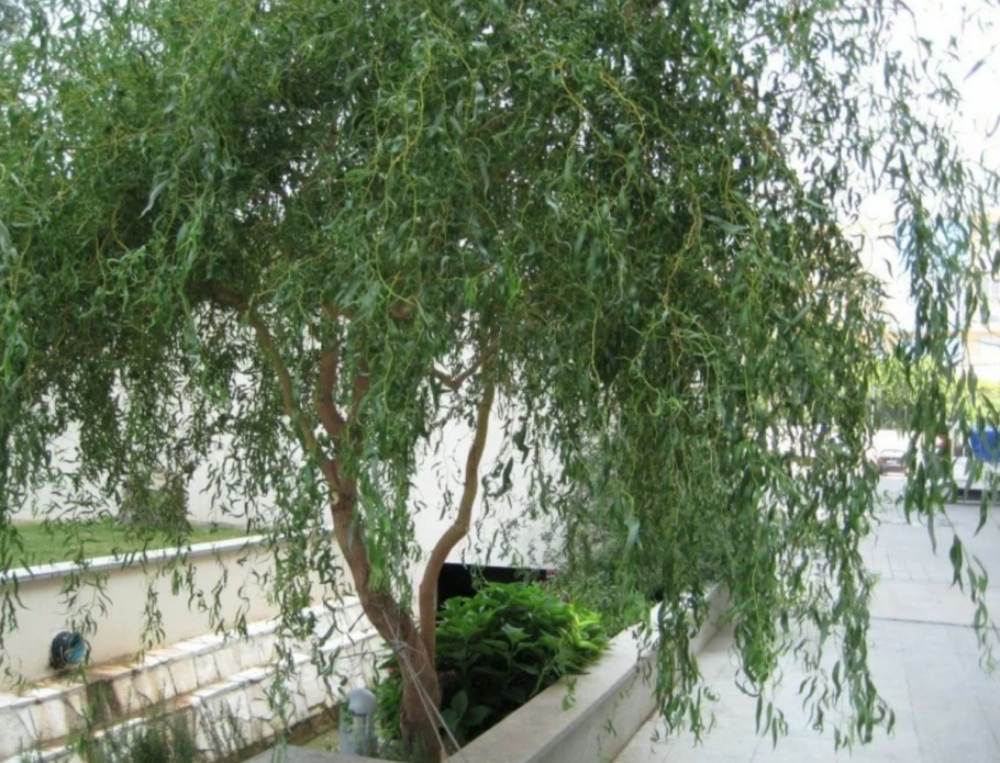 Ива Матсудана весной