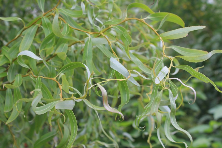 Salix matsudana tortuosa