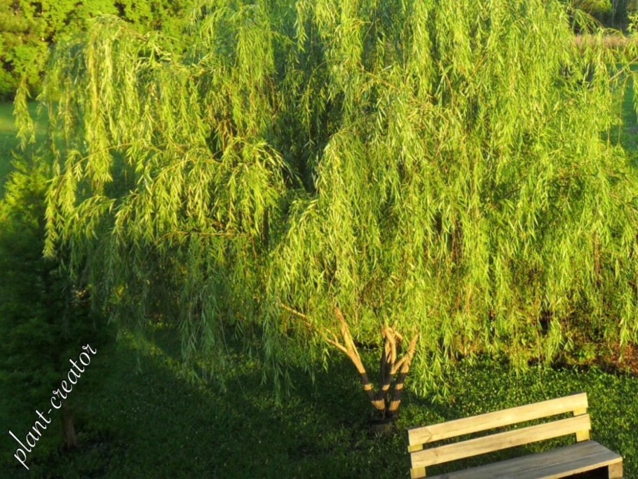 Ива Матсудана летом