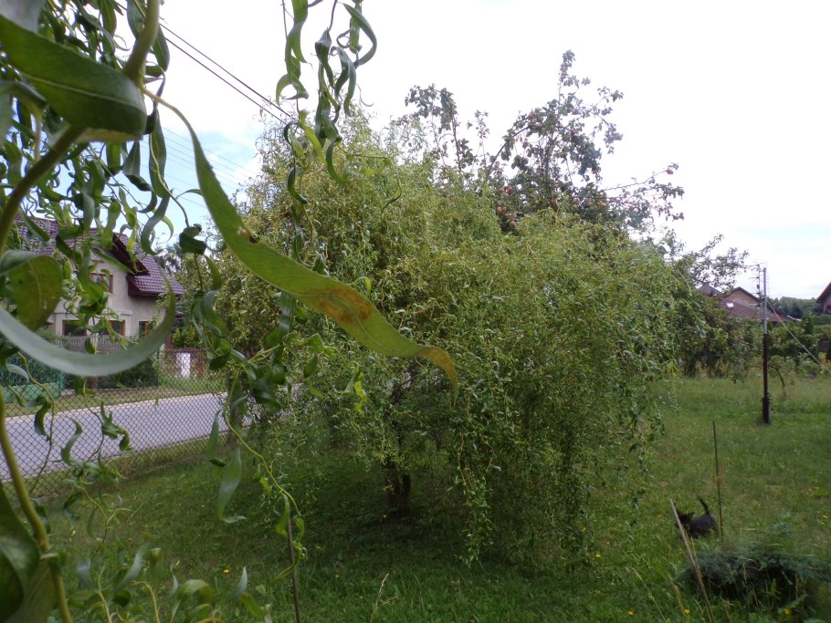 Ива Свердловская плакучая
