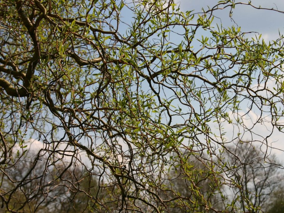 Ива Вавилонская Тортуоза