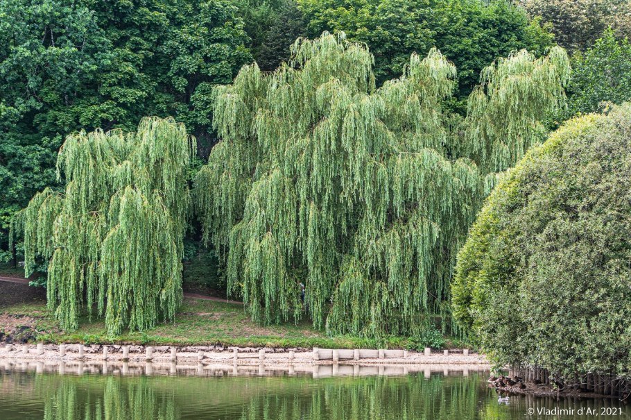 Ива Матсудана Salix matsudana