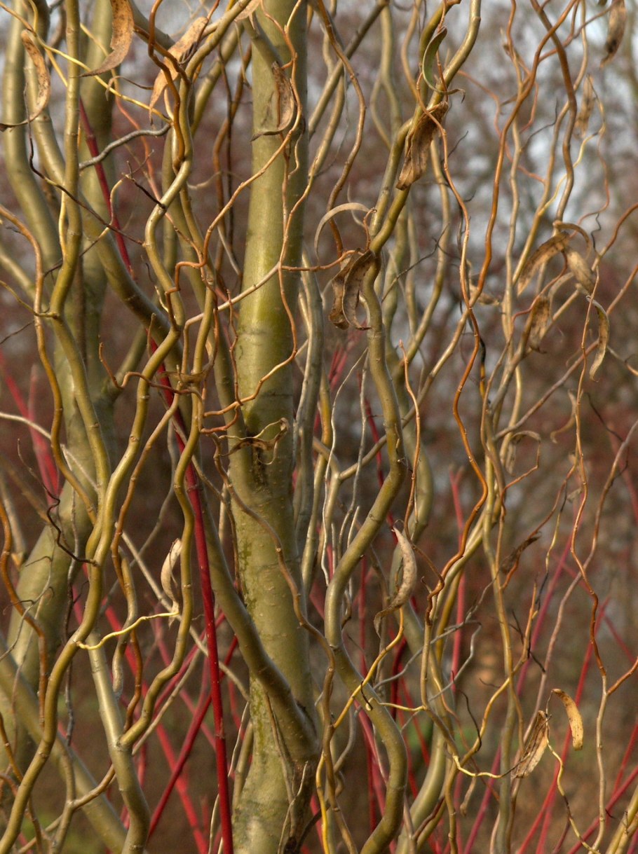 Ива японская Матсудана