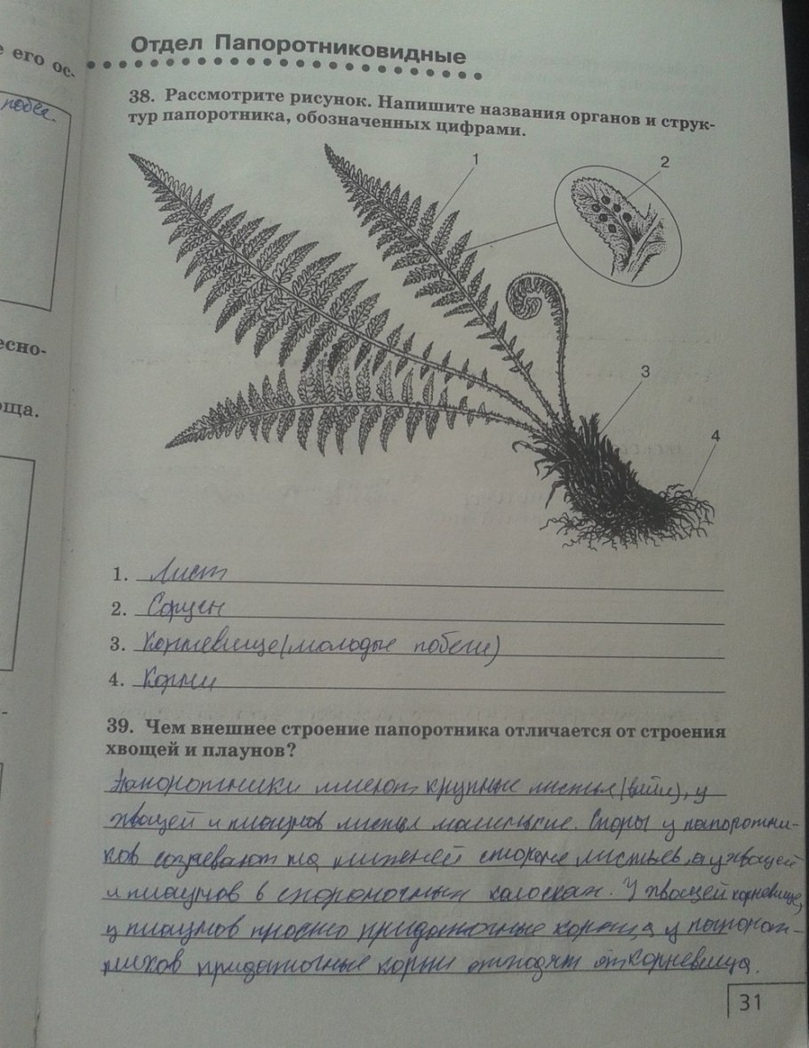 Название папоротников 7 класс. Строение папоротника 7 класс биология. Папоротниковидные строение. Строение папоротника рисунок. Внешнее строение папоротника.