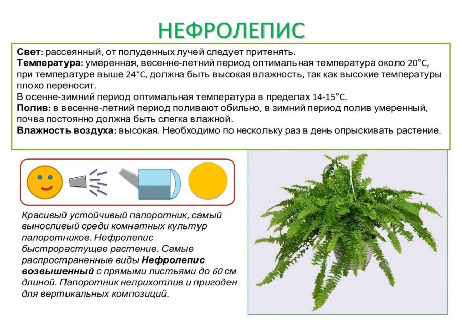 Трехлистный папоротник