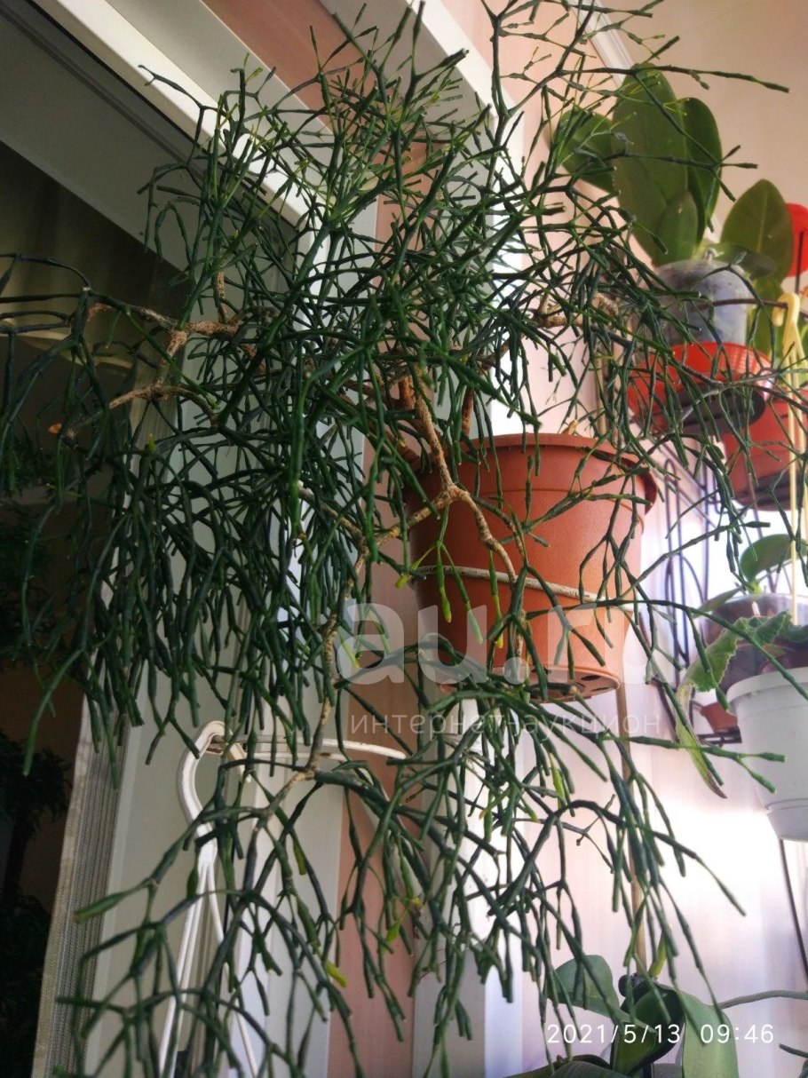 Хатиора Гертнера