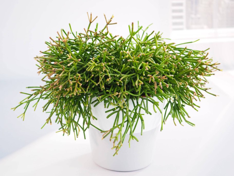 Хатиора бамбуковая