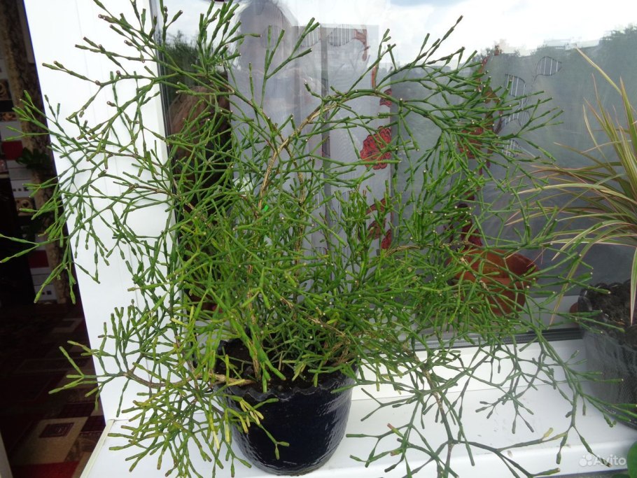 Хатиора Гертнера