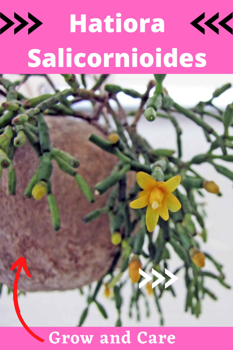 Рипсалис цереускула