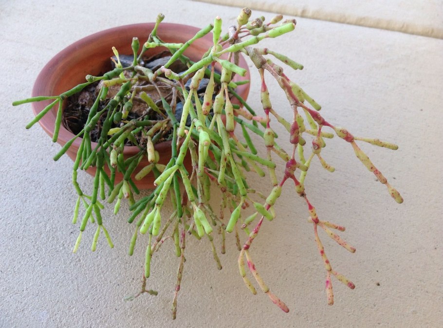 Хатиора солеросовая ядовита