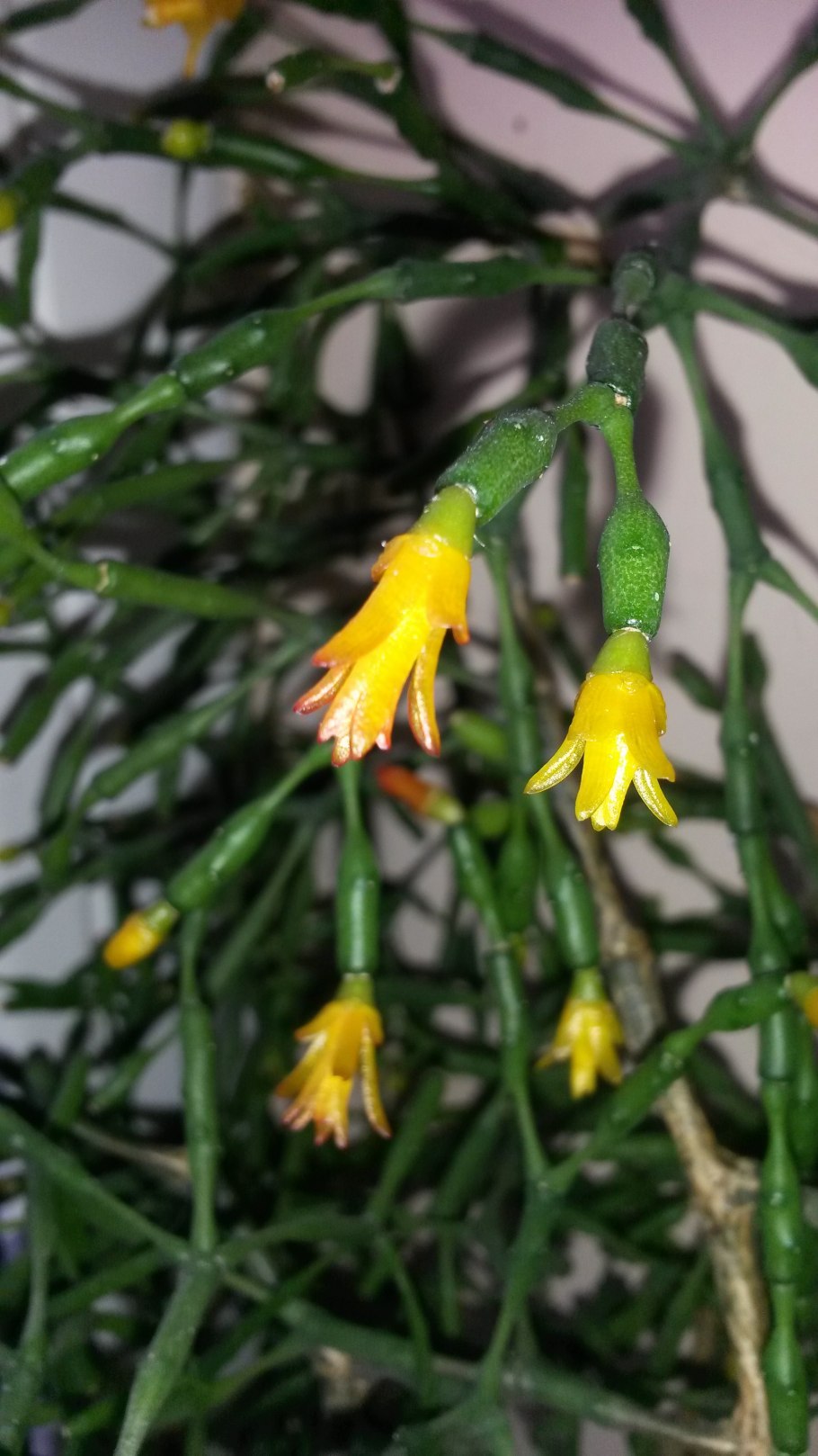 Хатиора черенок