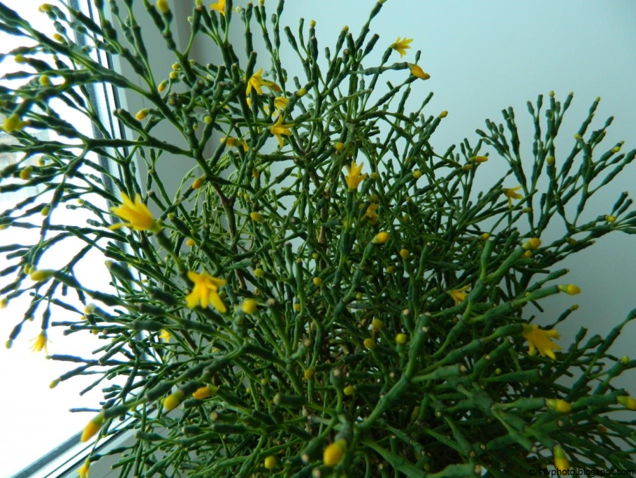 Рипсалис цереускула (Rhipsalis cereuscula)