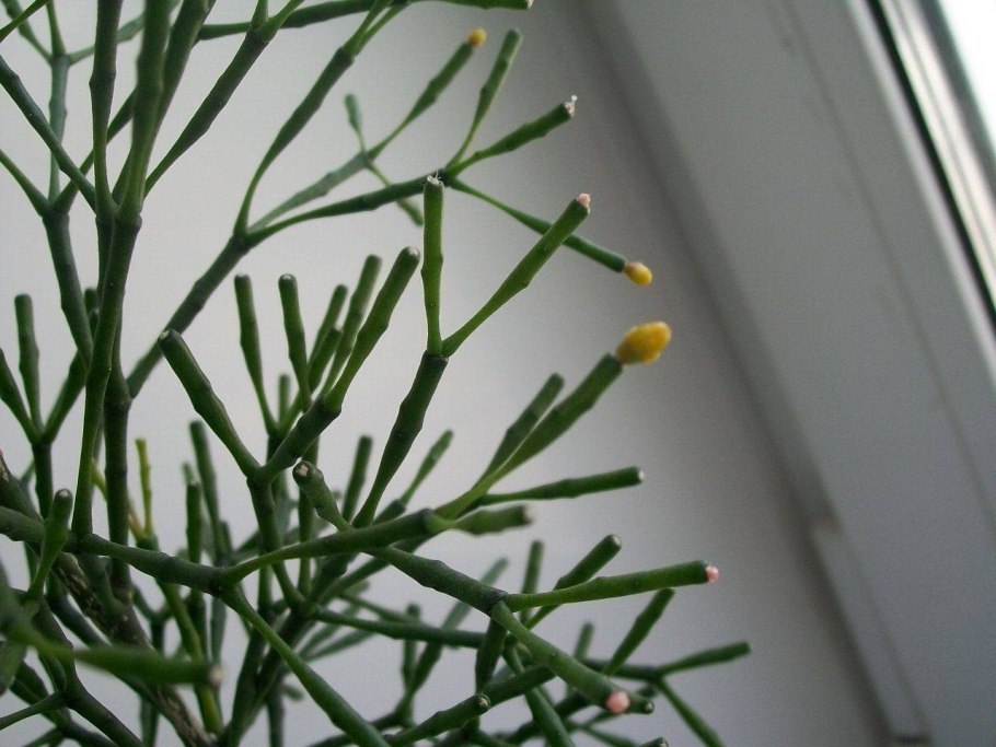 Хатиора солеросовая