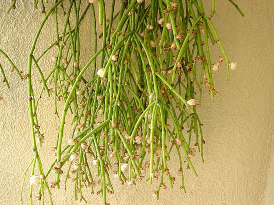 Суккулент рипсалис