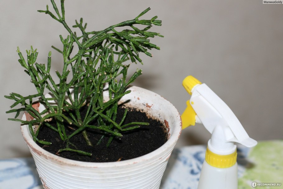 Хатиора бамбуковая