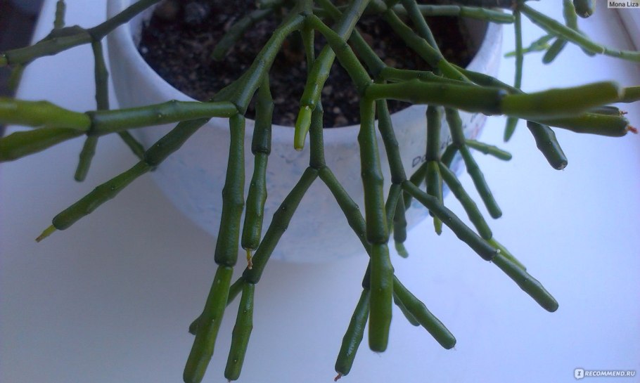 Хатиора бамбуковидная