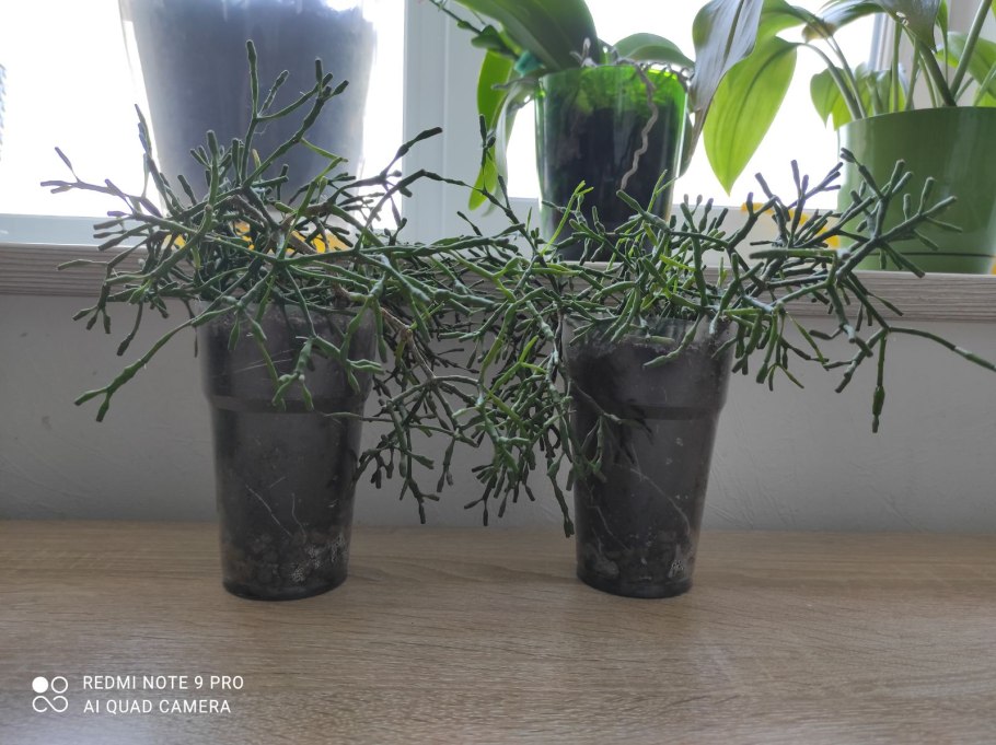 Лесной Кактус рипсалис