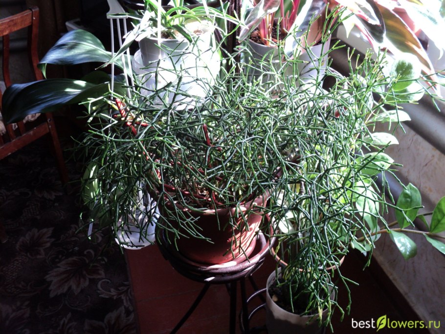 Молочай тирукалли