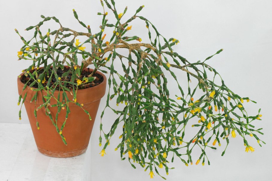 Рипсалис Кассута