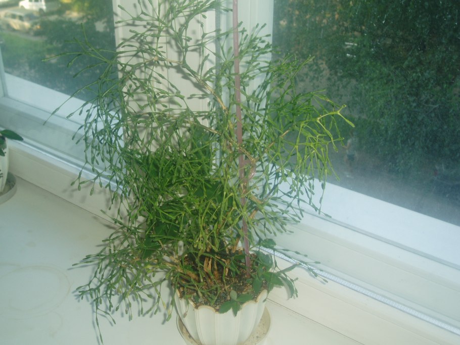 Хатиора солеросовая