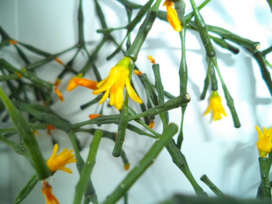 Хатиора Гермина