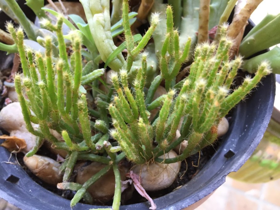 Хатиора палочник