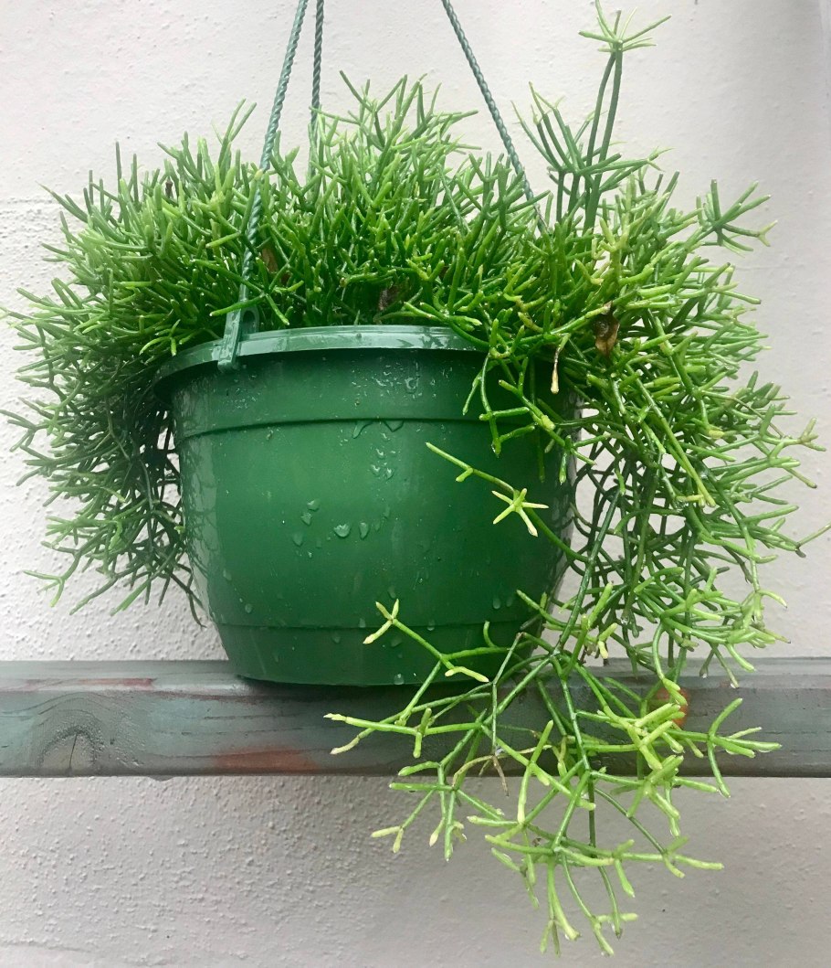 Хатиора солеросовая